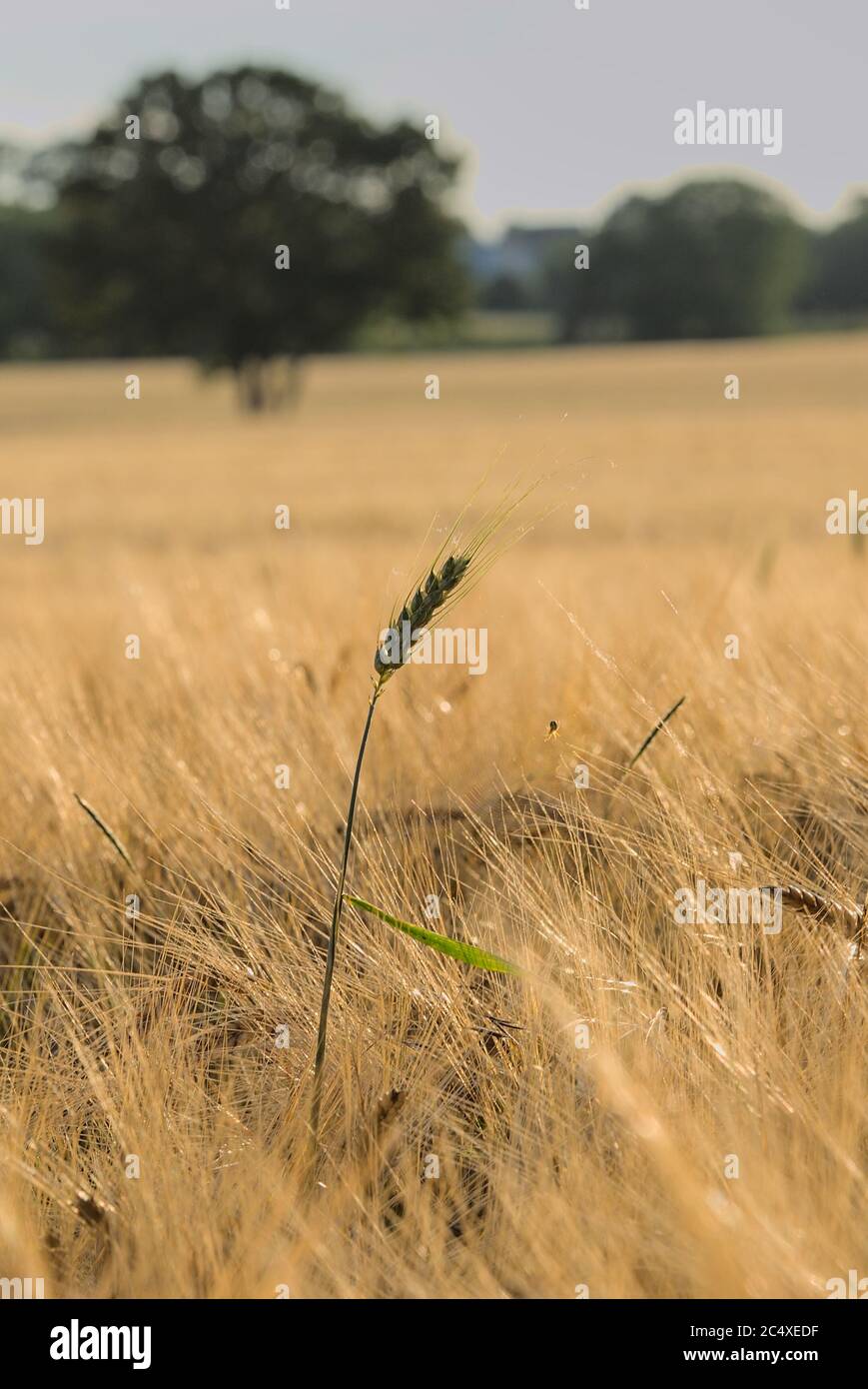 Spinnenheimat im Getreidefeld Stock Photo