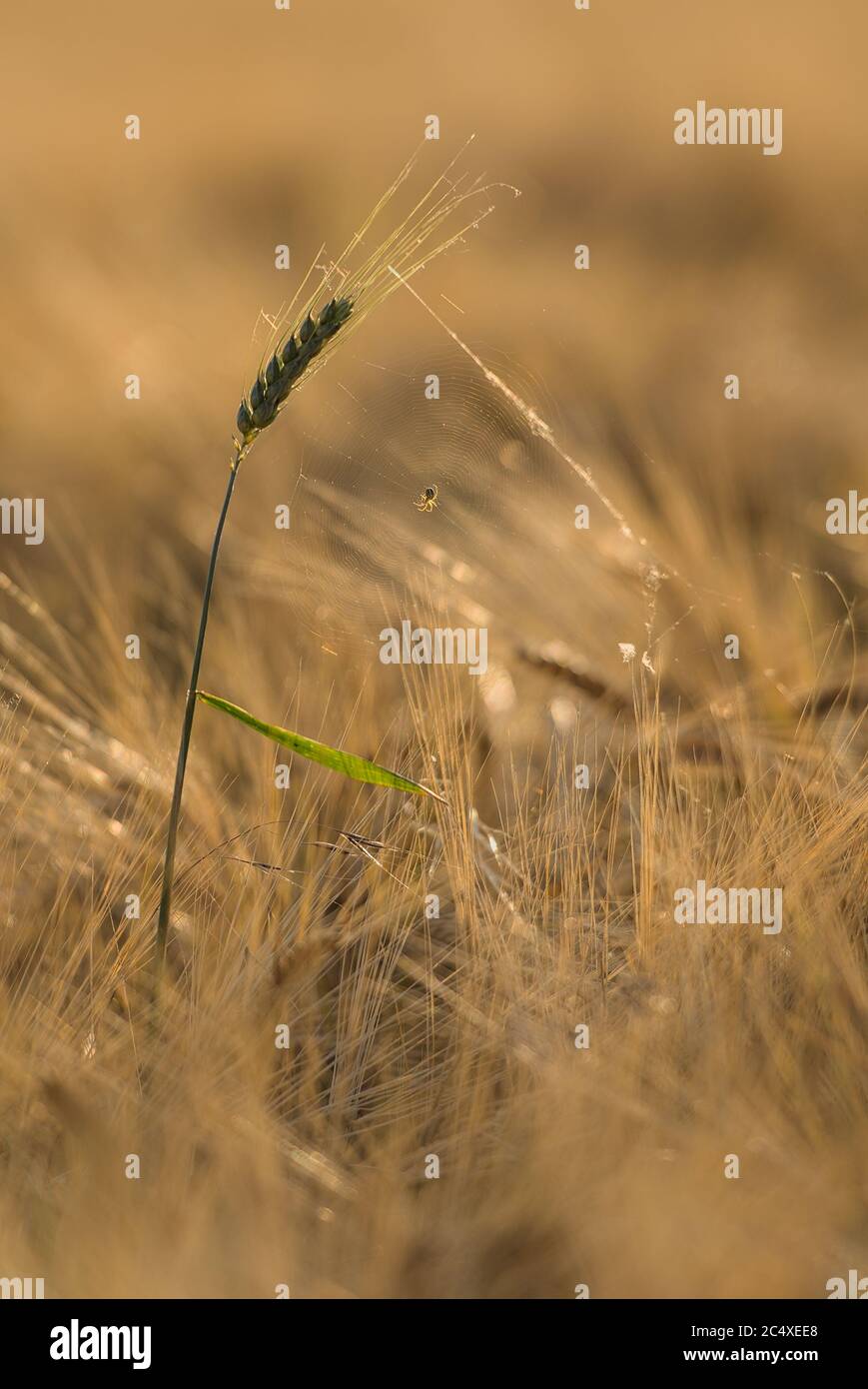 Spinnennetz auf einer grünen Ähre im Getreidefeld Stock Photo