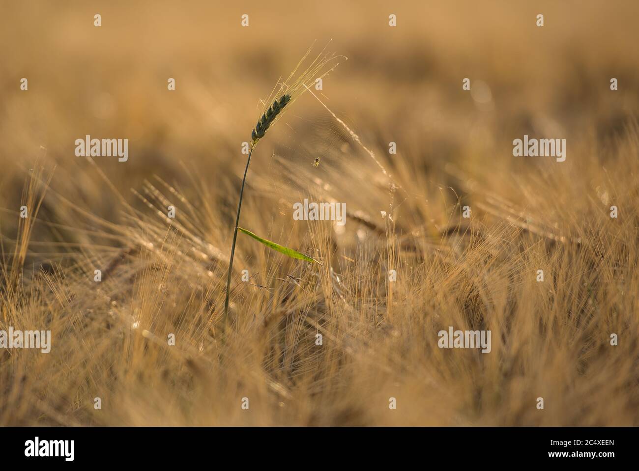 Spinnennetz mit Spinne im Getreidefeld auf einer grünen Ähre Stock Photo