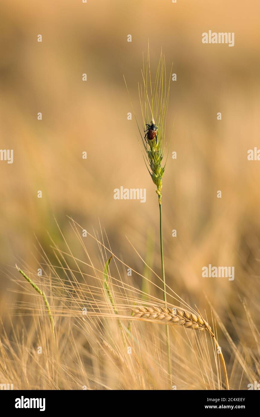 Käfer auf einer grünen Ähre im Getreidefeld Stock Photo