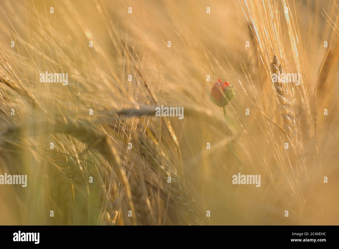 versteckte aufgesprungene Knospe einer Mohnblume im Getreidefeld Stock Photo