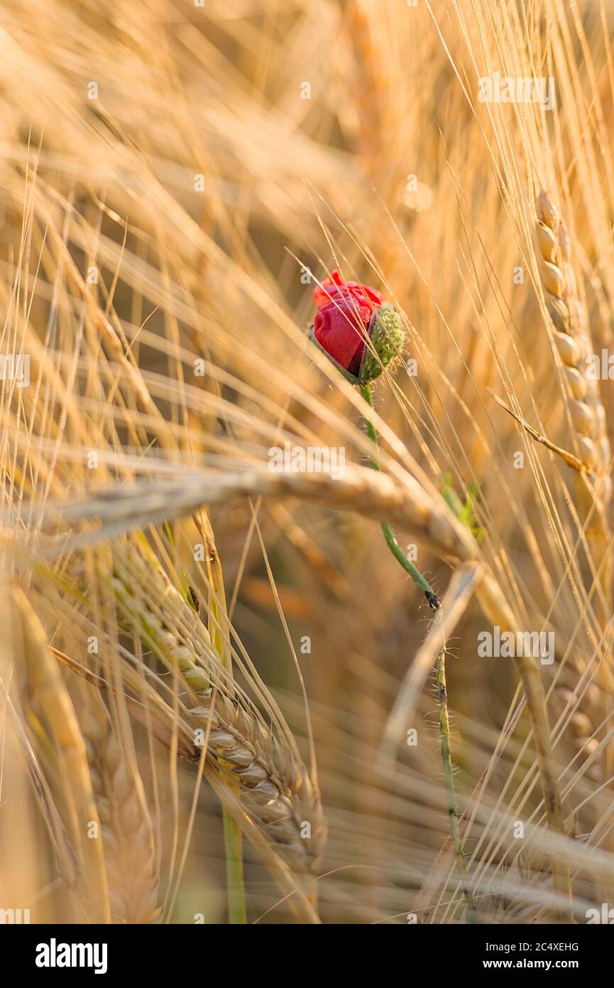 versteckte gerade aufgesprungene Knospe einer Mohnblume im Getreidefeld Stock Photo