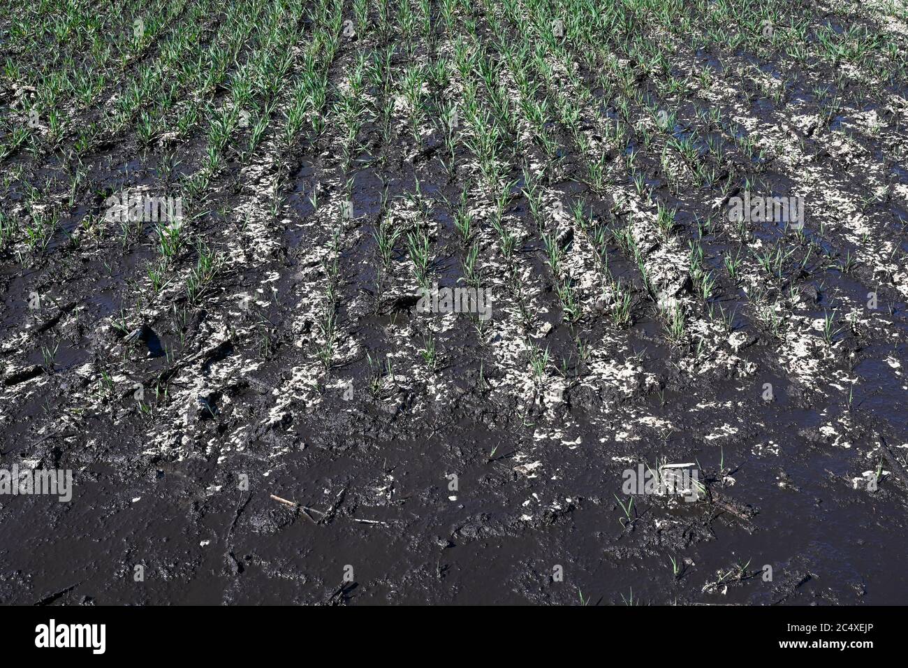 GERMANY, spreading of slurry in grain field, slurry from cattle stables increase nitrate content in groundwater, soil and grain plant Stock Photo