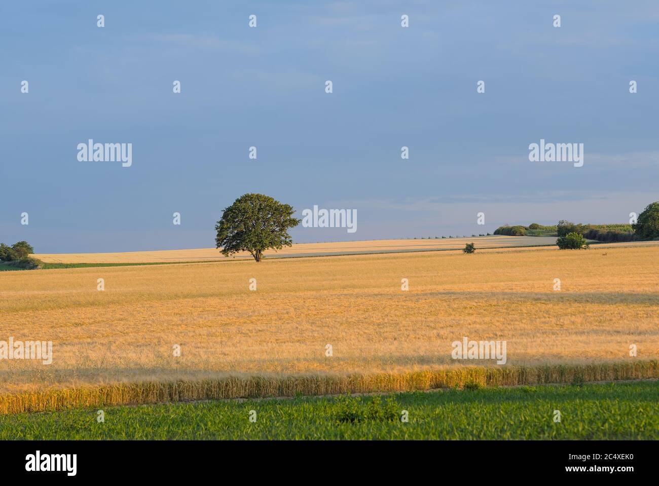 Einsamer Baum im Getreidefeld und Weinberge drumherum Stock Photo