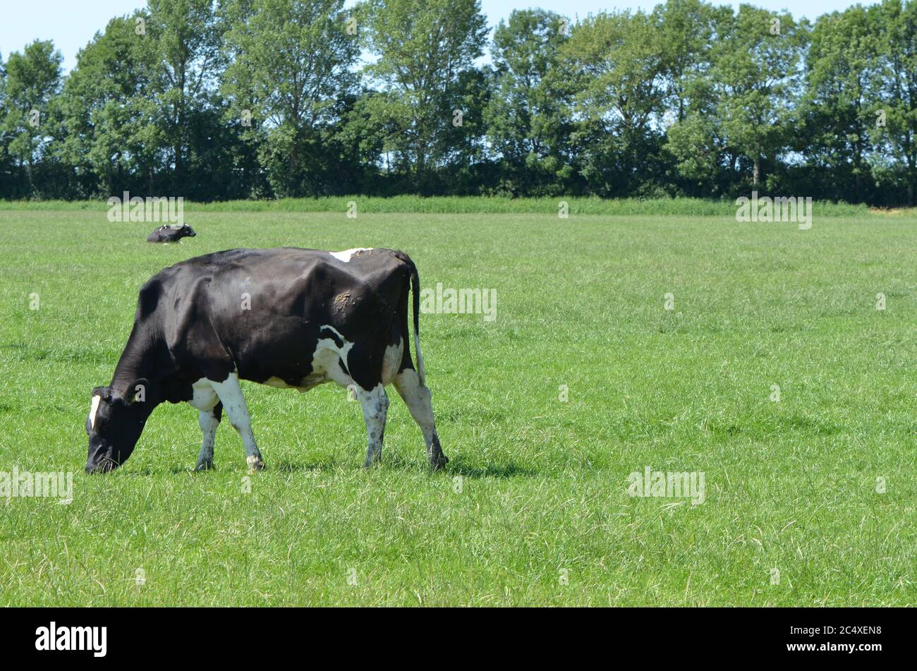 Grazing cow in the meadow with a resting cow in the distance and trees in the background, on a sunny June day Stock Photo