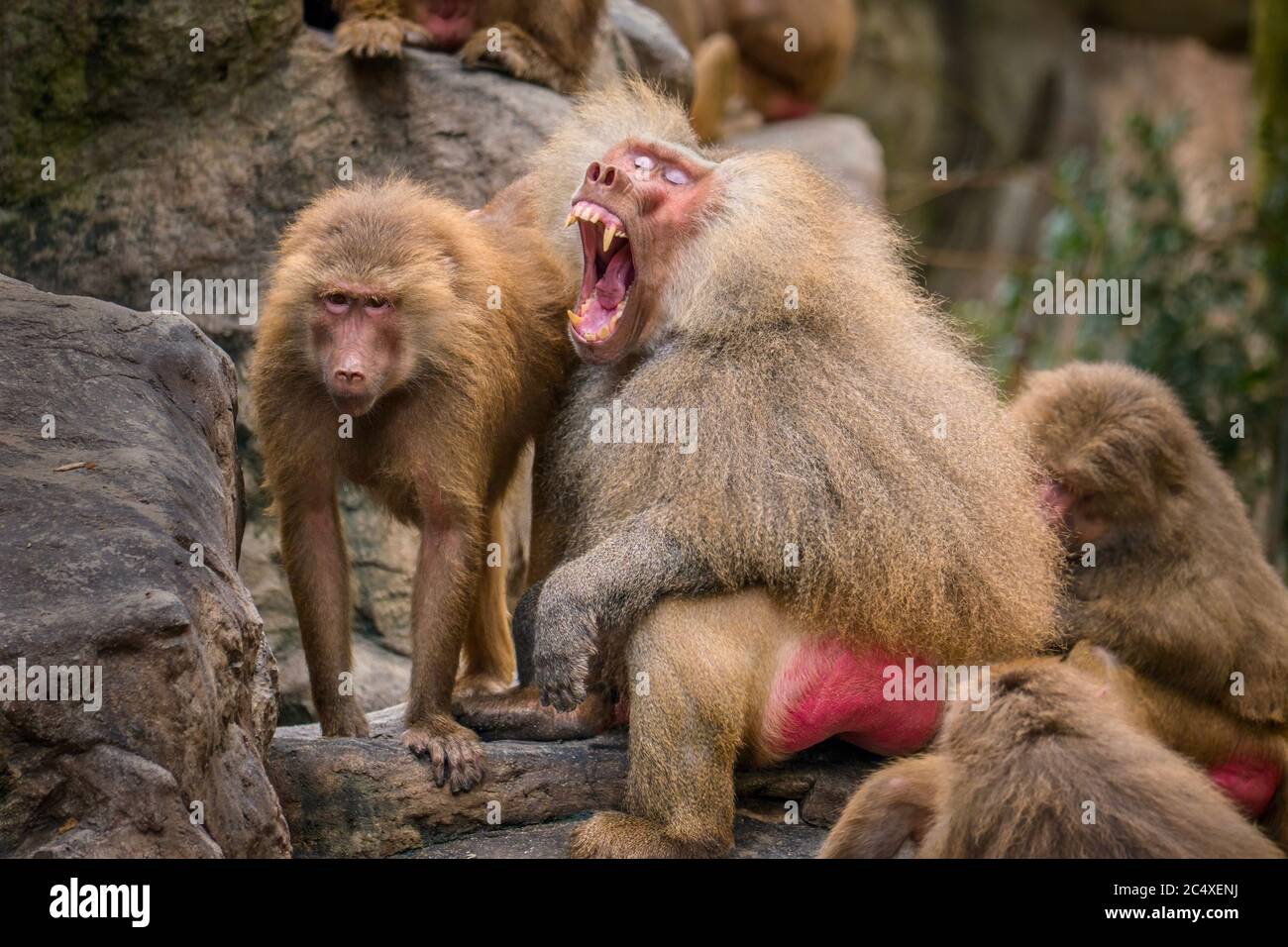 A male baboon (Papio hamadryas) displays long canine teeth, which are a sign of his fitness, fighting ability, social rank, and mating superiority. Stock Photo