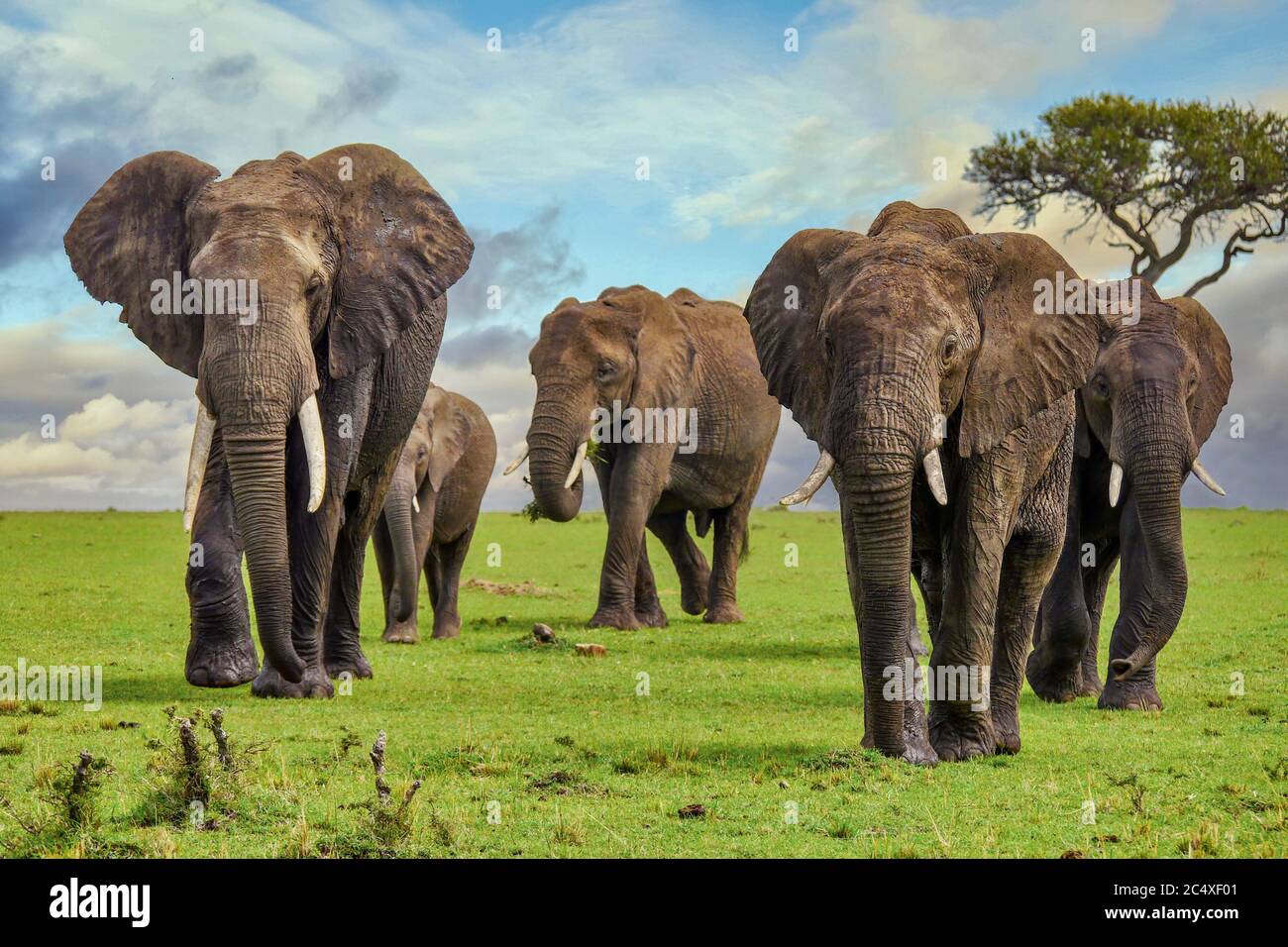 A herd of large, muddy African elephants (Loxodonta africana) with tusks, walking on a grassy plain in the Masai Mara in Kenya. Stock Photo
