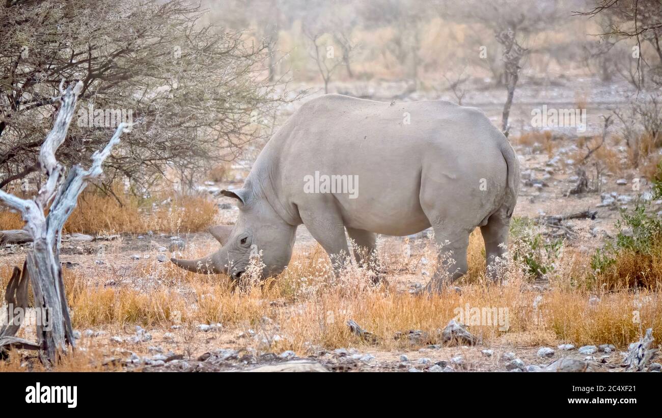 Side view of a solitary adult black rhino (Diceros bicornis) grazing on a misty morning in Etosha National Park, Namibia. Stock Photo
