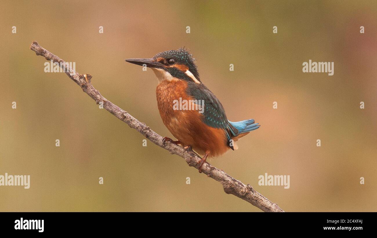 Common kingfisher, Alcedo atthis known as Blue Lightning, beginning day searching food (catching fish) at São Domingos river banks.Peniche. Portugal. Stock Photo