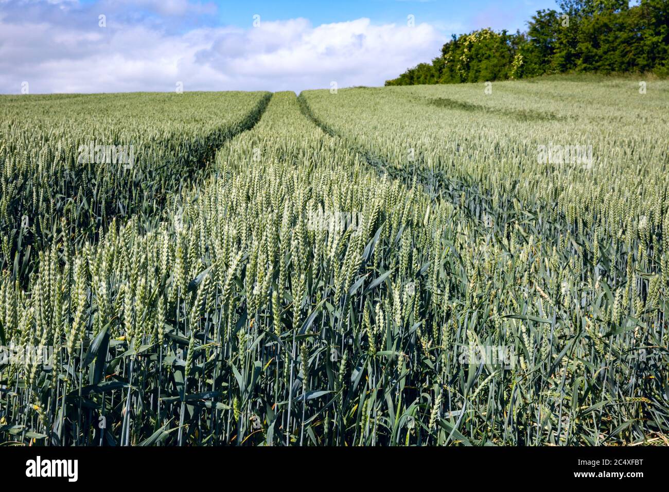 Ripening crop of wheat growing in a field, early Summer, Britain. Stock Photo