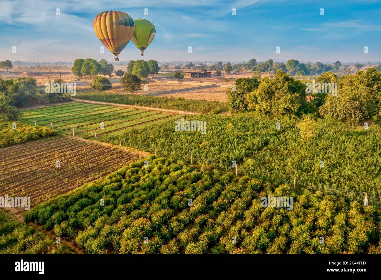Two hot air balloons flying over marigold fields and agricultural land in a rural area near Pushkar, Rajasthan, India. Stock Photo
