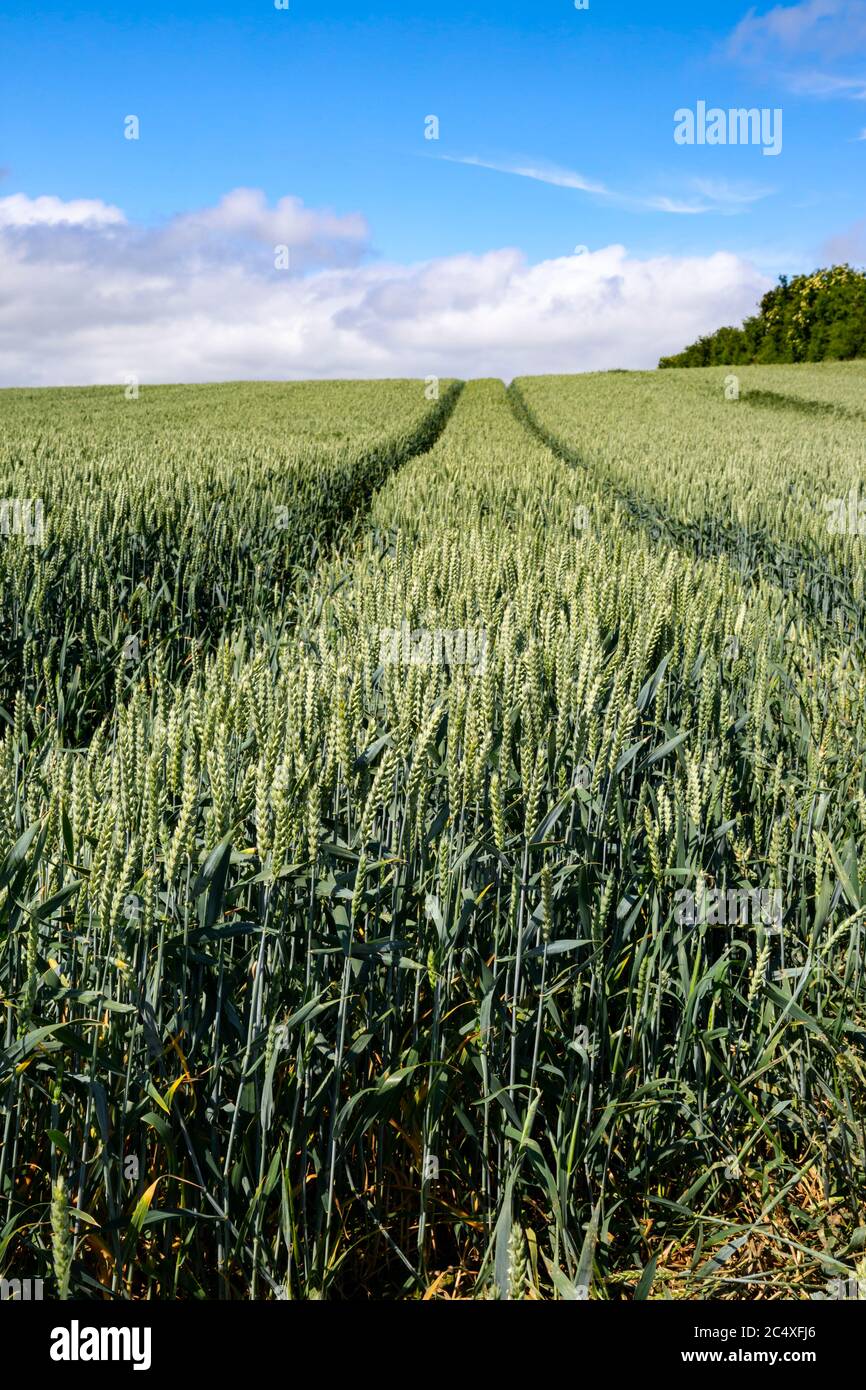 Ripening crop of wheat growing in a field, early Summer, Britain. Stock Photo