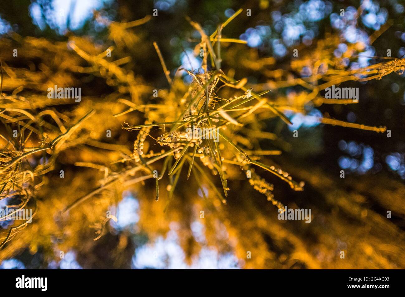 Abstract picture taken of a tree with some artificial lights Stock Photo