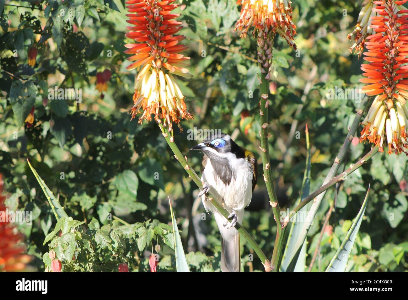 Blue Faced Honey Eater Bird Stock Photo