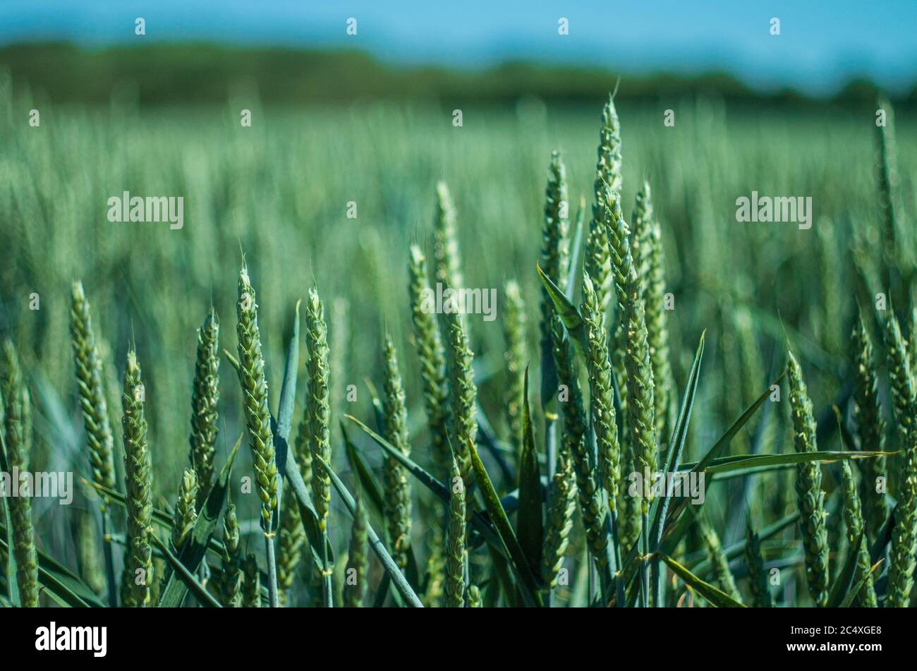 Wheat sheaves of varying height grow in the summer sun Stock Photo Alamy