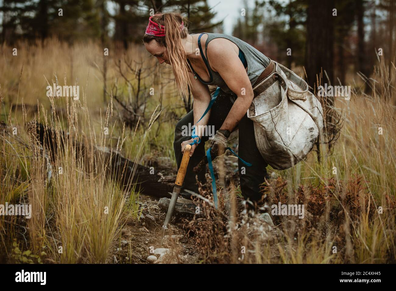 Woman digging hole with shovel to plant saplings in forest. Forester planting new trees in forest. Stock Photo