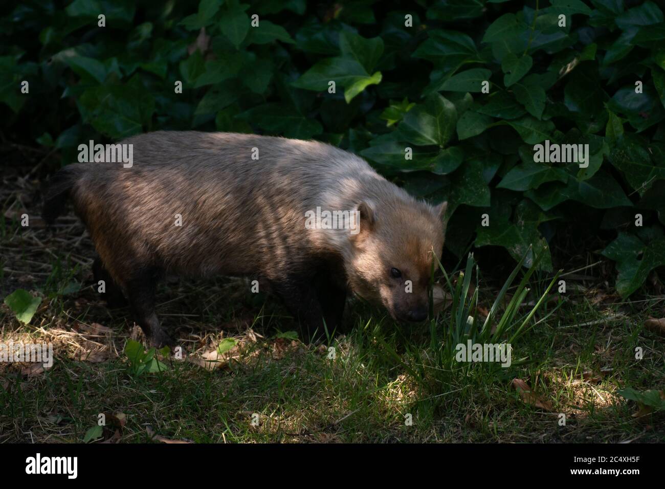 Beautiful portrait of a cute female of bush dog between light and shadow eating grass Stock Photo