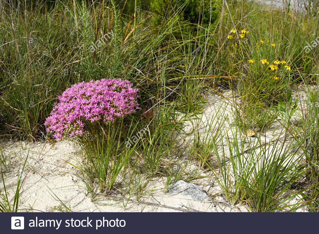 Mountain Pink Flowers Mountain Pink Flower Mountain Pink Wildflowers With Yellow Daisy Flowers On Dry Soil Gravel Soil Texas Hill Country Texas Us Stock Photo Alamy