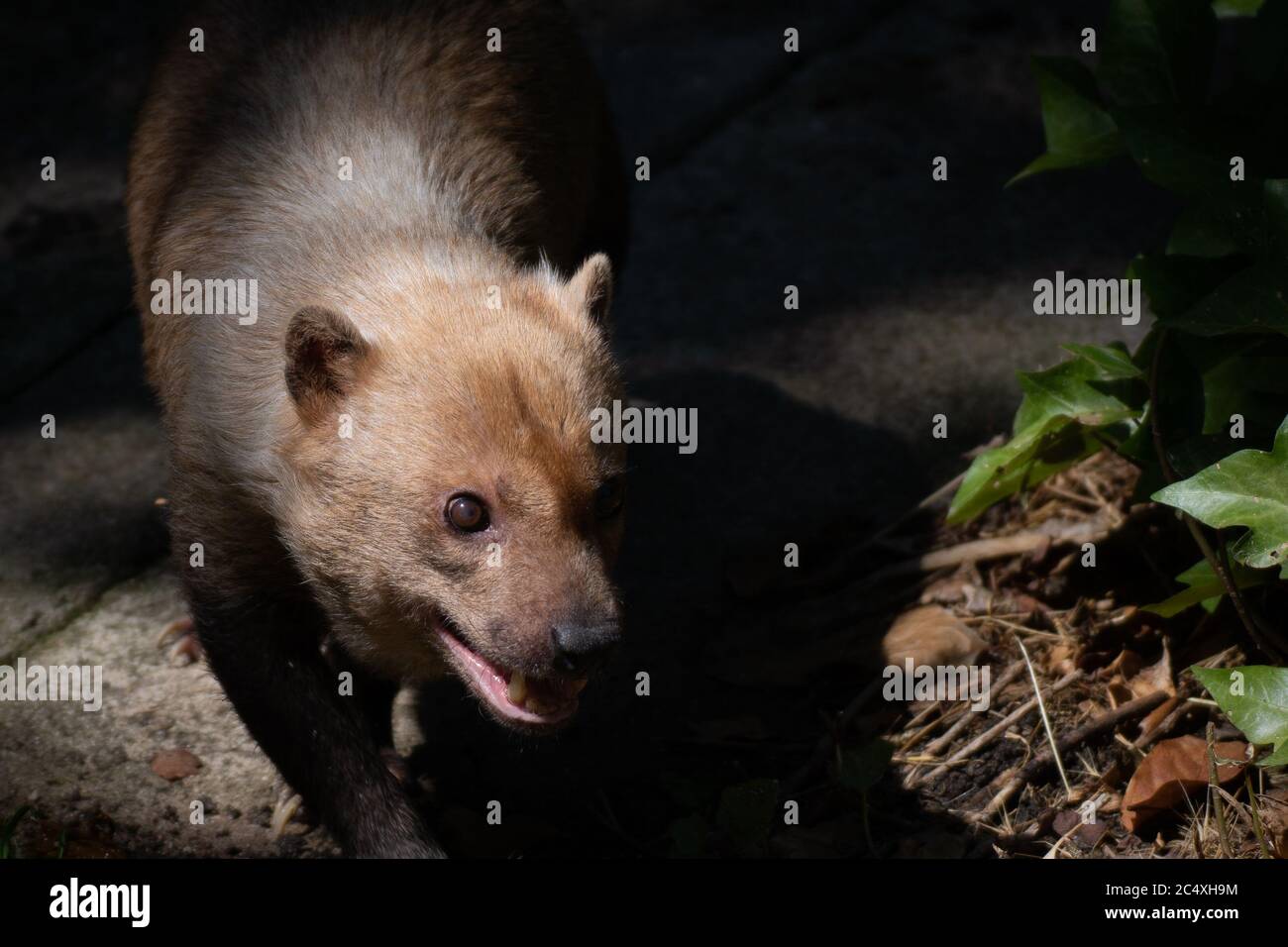 Beautiful portrait of a cute female of bush dog between light and shadow Stock Photo