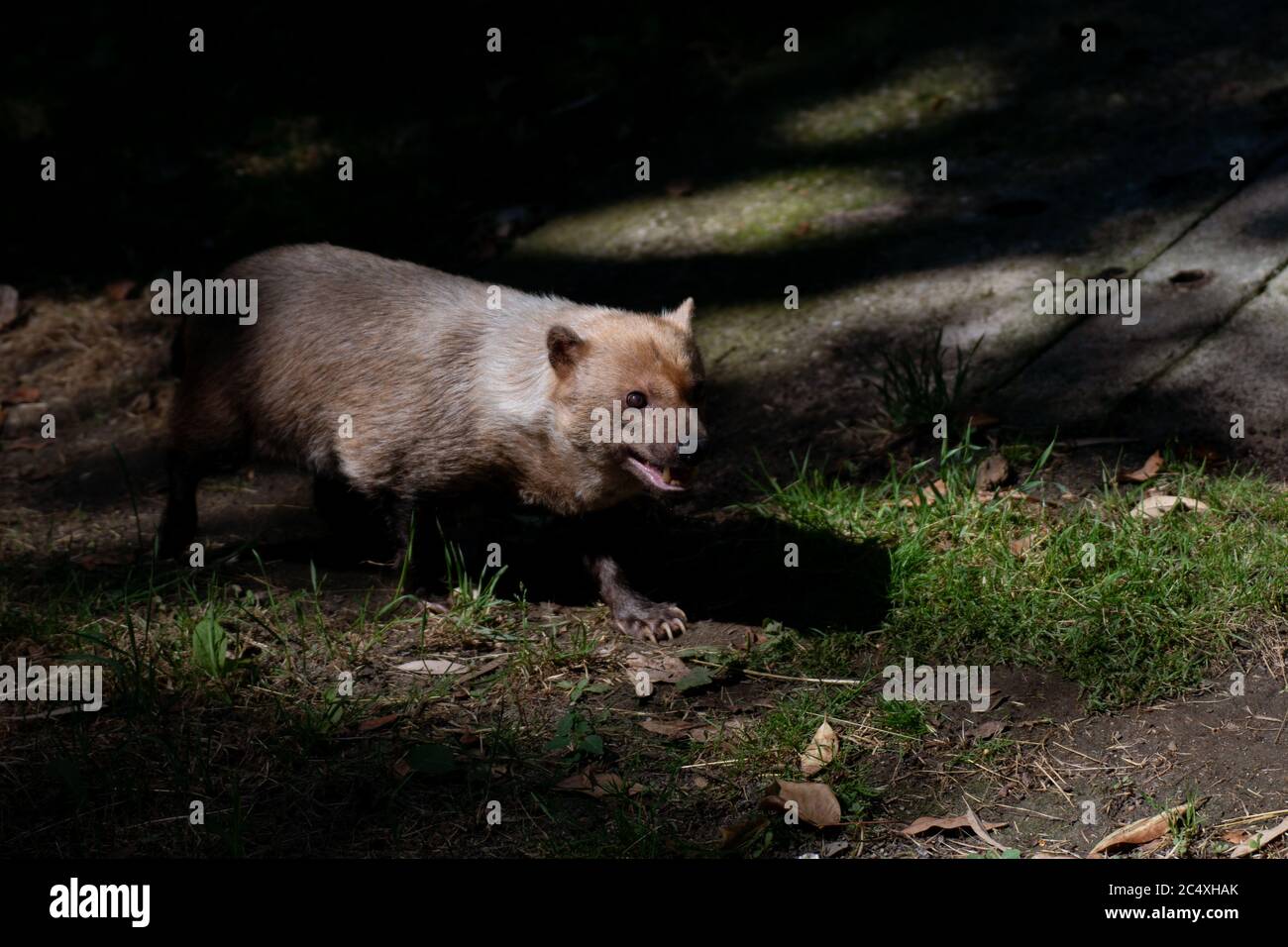 Beautiful portrait of a cute female of bush dog between light and shadow Stock Photo