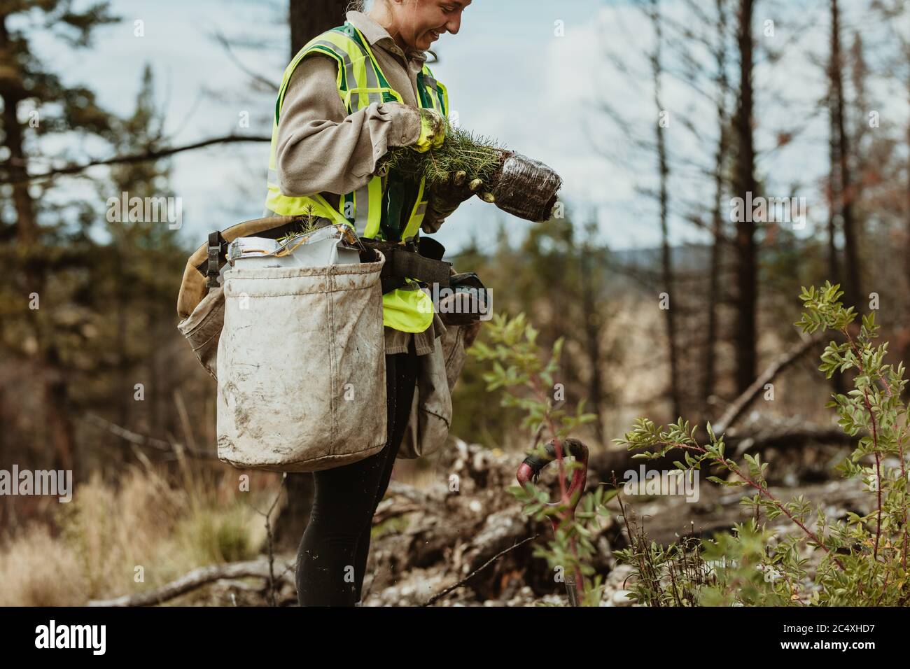 Female tree planter wearing reflective vest standing in forest holding small trees. Woman working in forest planting new trees. Stock Photo