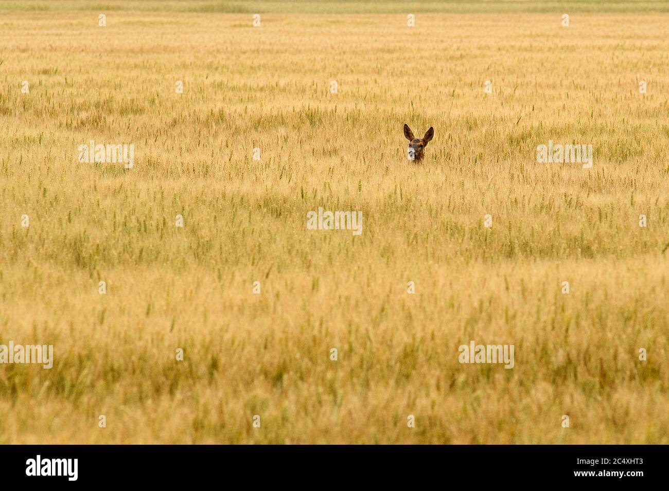 29 June 2020, Saxony-Anhalt, Zeppernick: A deer looks over the high ears of a corn field. In the Jerichower Land it has become summer. The cornfields are about to be harvested. Sometimes thunderstorm cells form, their dark clouds raining down on the dry land. Photo: Klaus-Dietmar Gabbert/dpa-Zentralbild/ZB Stock Photo