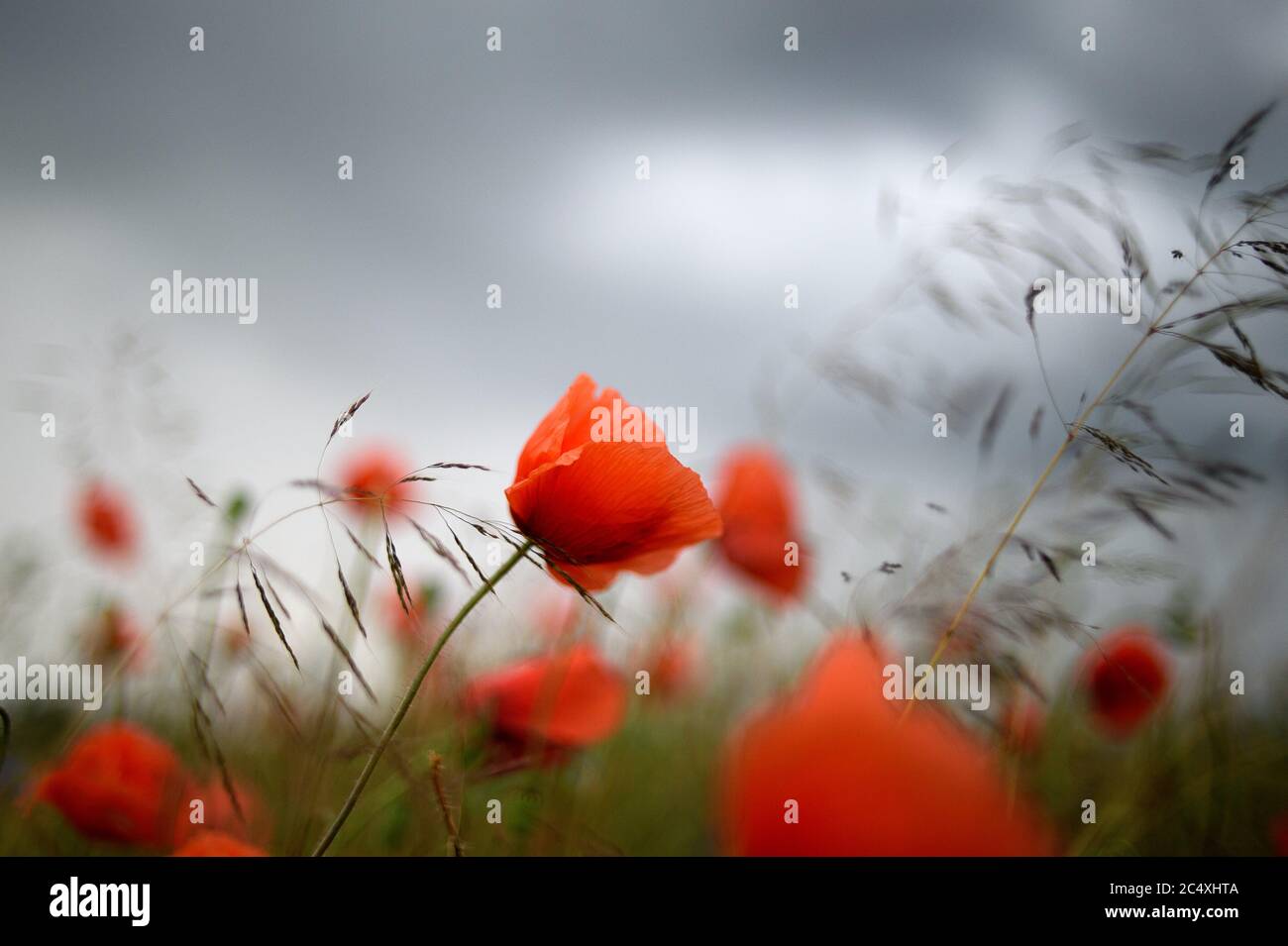 29 June 2020, Saxony-Anhalt, Zeppernick: Dark clouds pass over red poppies at the edge of a field. In Jerichower Land it has become summer. The cornfields are about to be harvested. Sometimes thunderstorm cells form, their dark clouds raining down on the dry land. Photo: Klaus-Dietmar Gabbert/dpa-Zentralbild/ZB Stock Photo