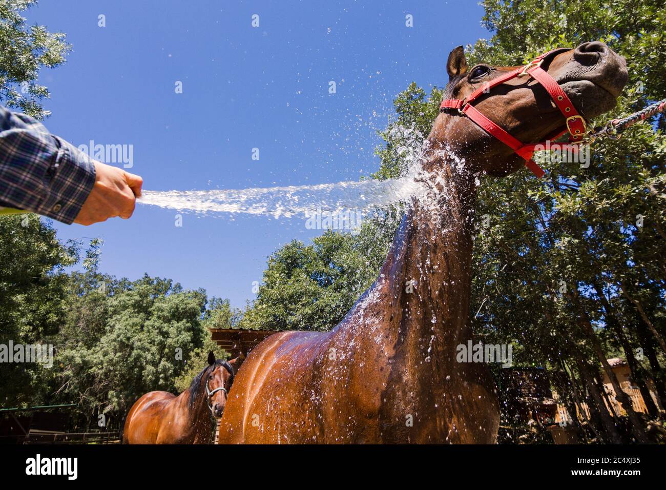 Daniel requena lambert hires stock photography and images Alamy