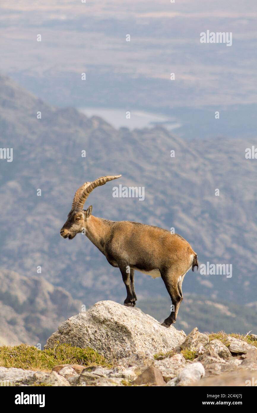 P.N. de Guadarrama, Madrid, Spain. One  male wild mountain goat standing on a rock in summer with valley in the background. Stock Photo