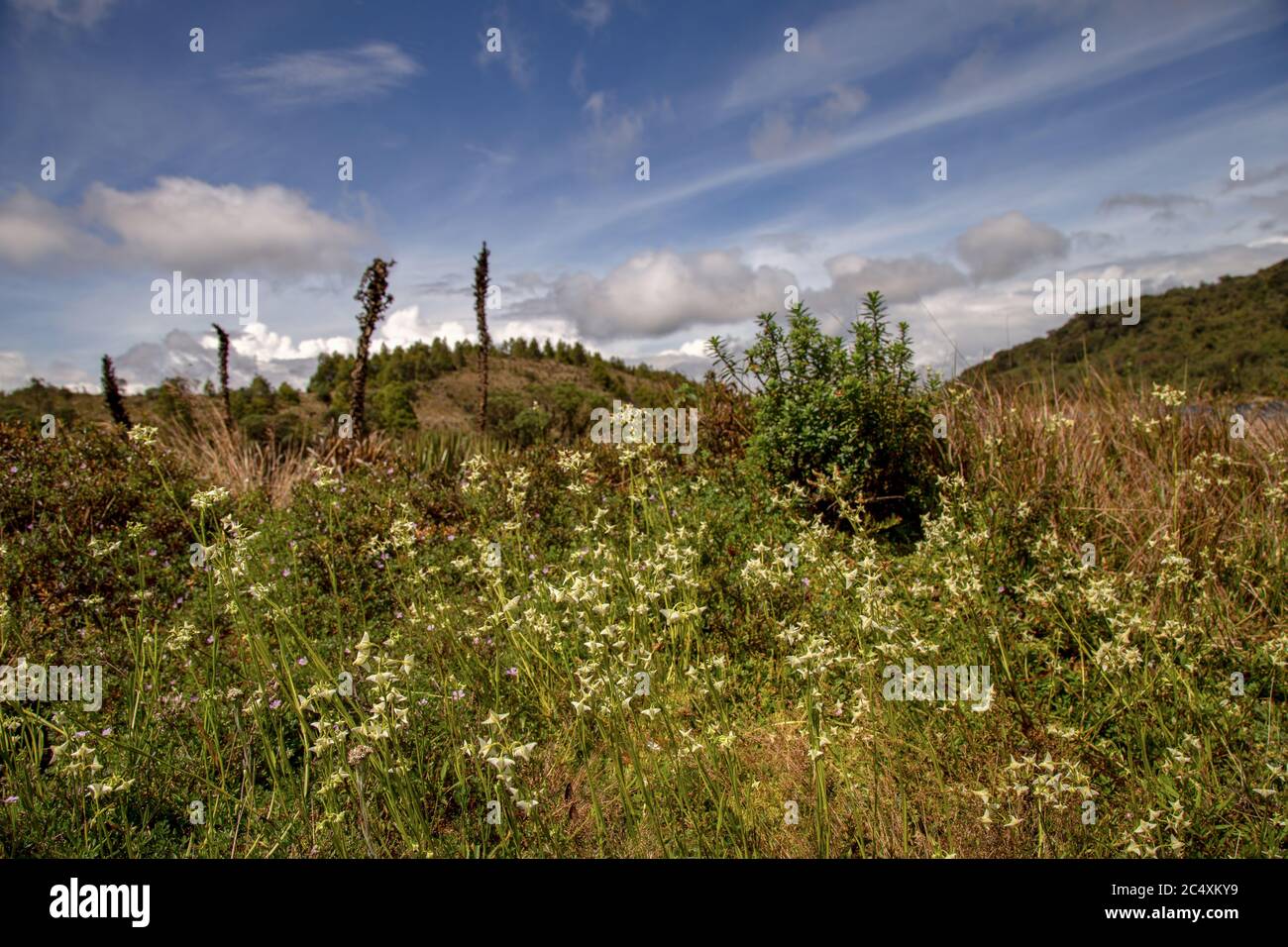 Landscape view of the Teatinos paramo with white tiny flowers in the