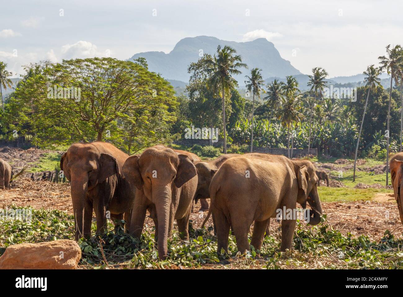 Elephant herd made up of female elephants and juvenile elephants grazing and enjoying the beautiful whether. Stock Photo