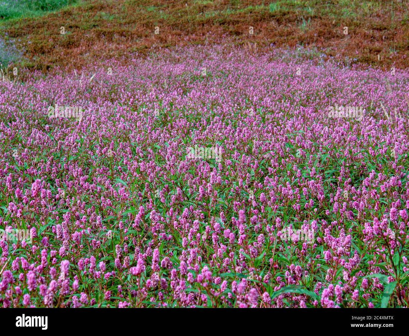 View of a field of smartweed flowers in a farmland at the highlands of the Andean mountains of central Colombia. Stock Photo