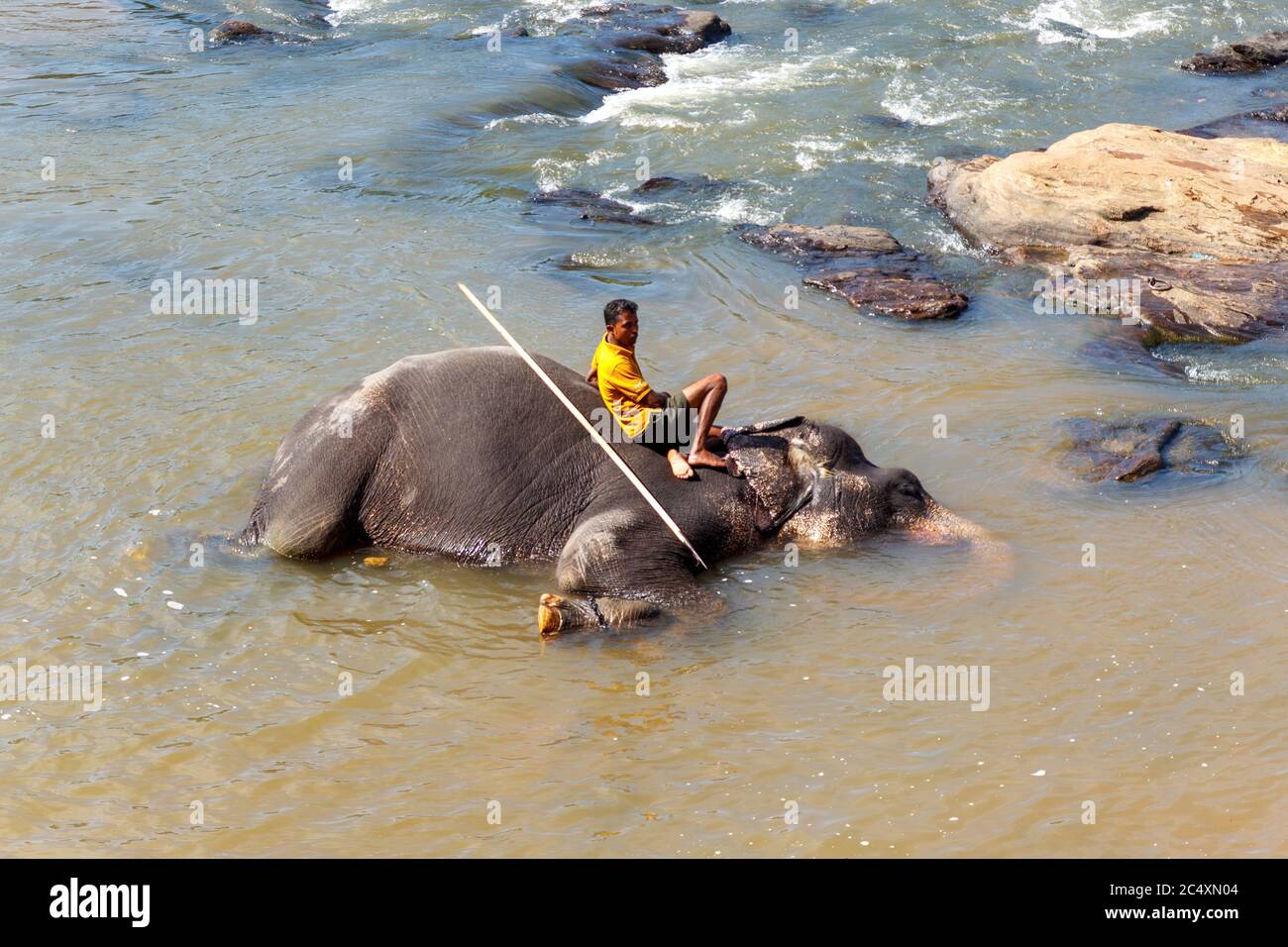 SRI LANKA - Circa 2014: Man taking a rest on an elephant that is laying on water to coll down from the extreme heat wave. Stock Photo