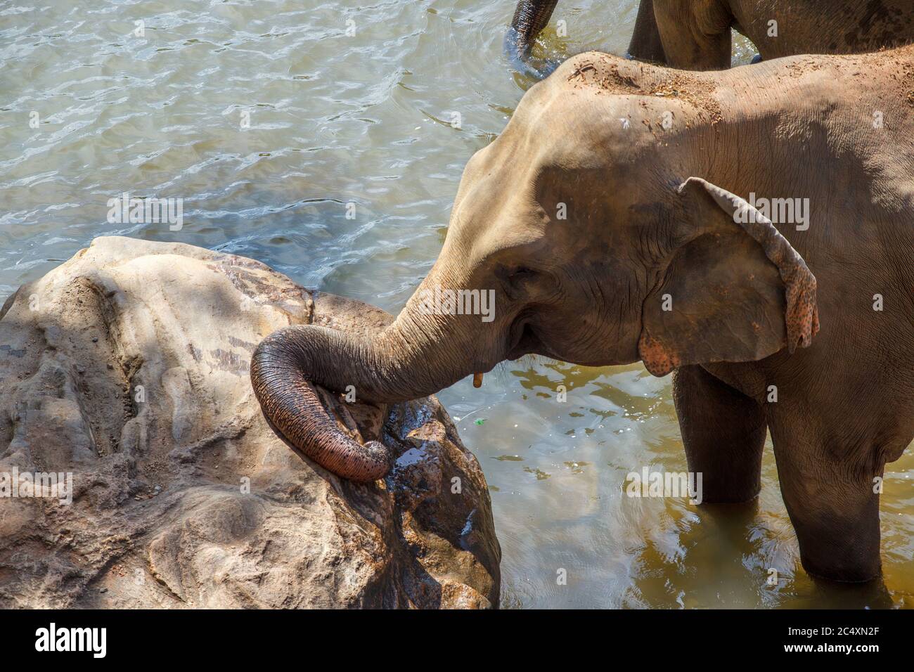 Baby elephant taking a cooling bathe in cold river water during an extremely hot day. Elephant resting his trunk on a bolder. Concept of wild animals Stock Photo