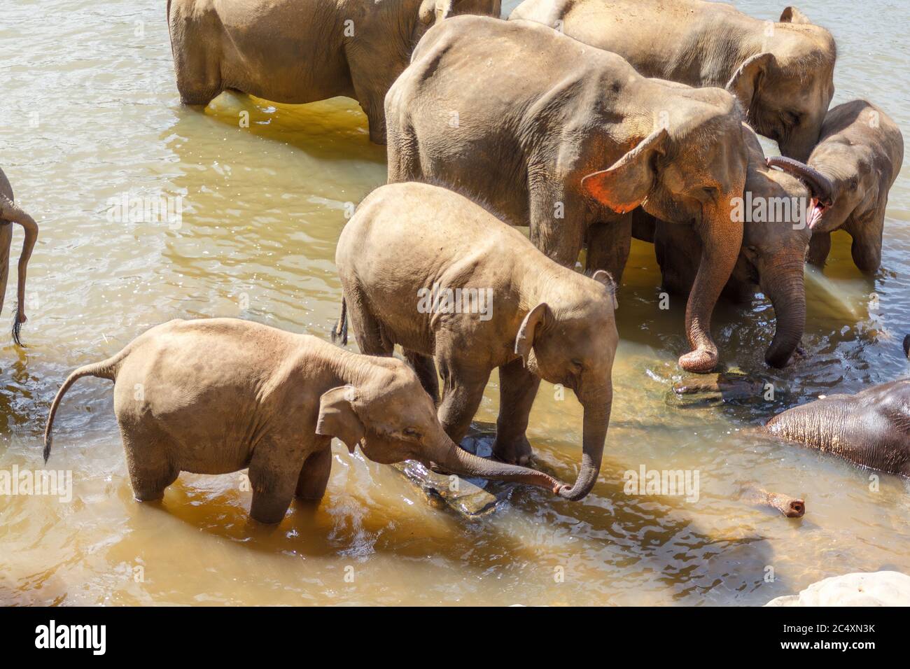 Large group of elephants having a splash in a rive to cool down from extreme heat wave. Concept of wild animals living free Stock Photo