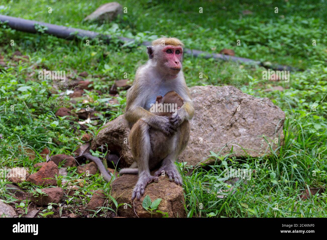 Urban monkey sits on a rock and relax in the sun. Concept of animal care, travel and wildlife observation.Urban animals concept. Stock Photo