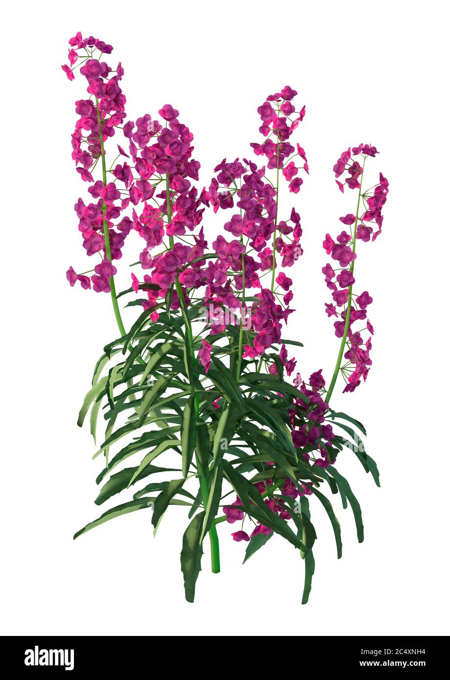 3D rendering of purple blooming wallflower plants isolated on white background Stock Photo