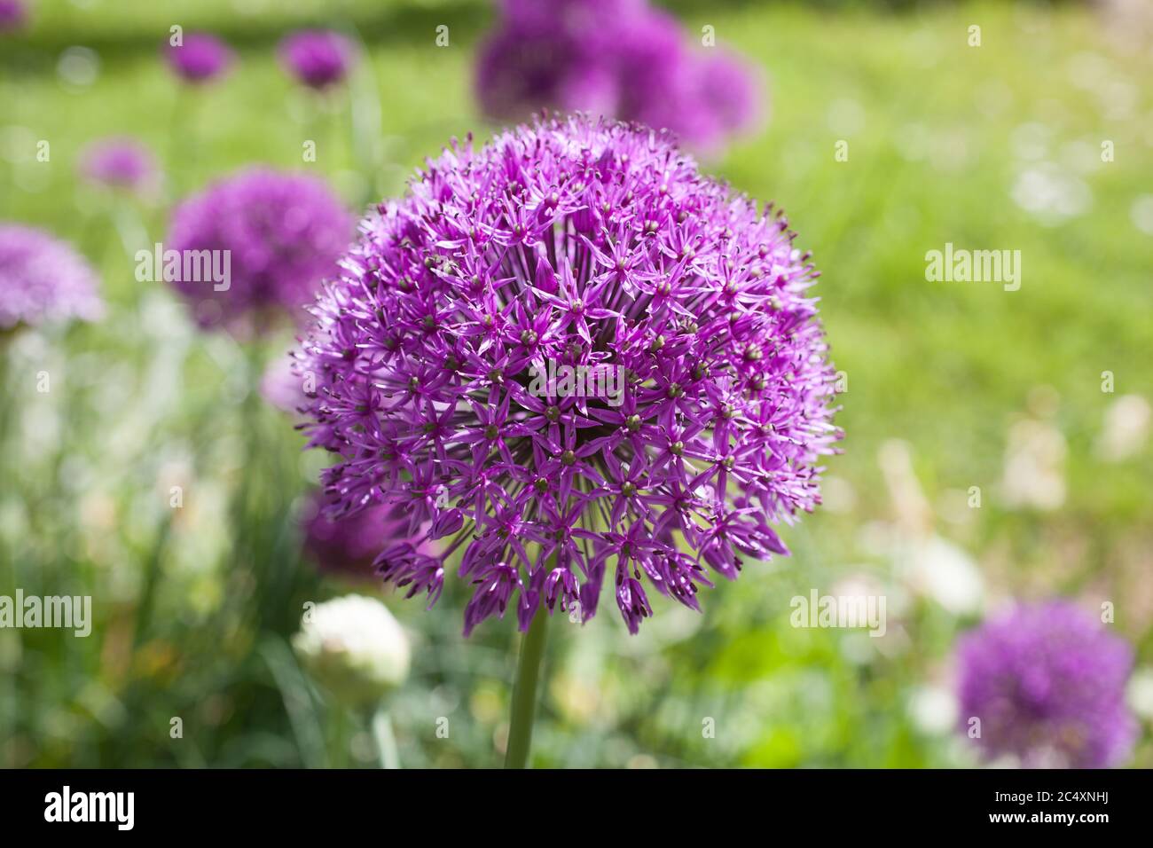 Giant onion flowers in full bloom Stock Photo Alamy
