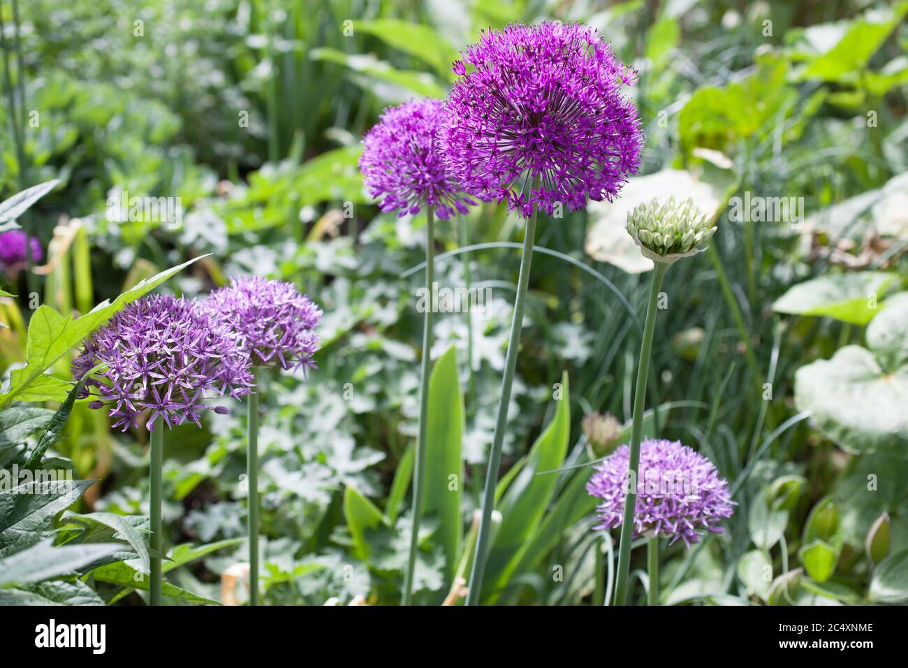 Giant Onion Flowers in full bloom Stock Photo Alamy