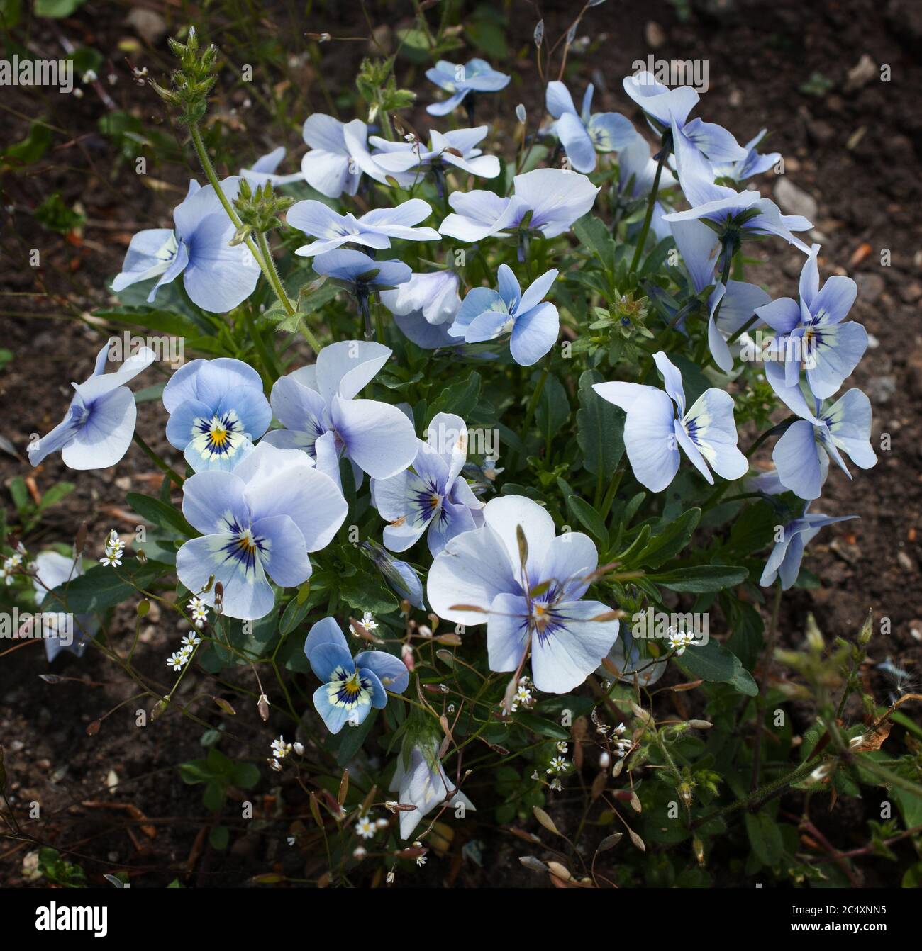 Small blue flowers called Johnny Jump Up flowers a species of Violets Botanical name Viola Tricolor Stock Photo