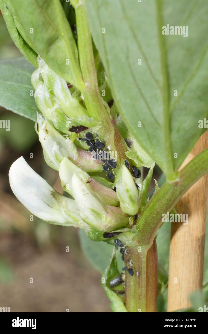 Aphis fabae on Vicia faba 'Bunyard's Exhibition'. Infestation of