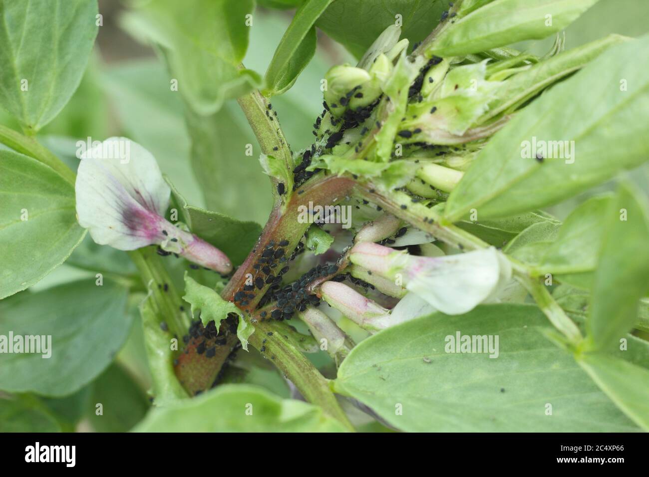 Aphis fabae on Vicia faba 'Bunyard's Exhibition'. Infestation of blackfly, a type of aphid, on the soft growth of a broad bean plant. UK Stock Photo