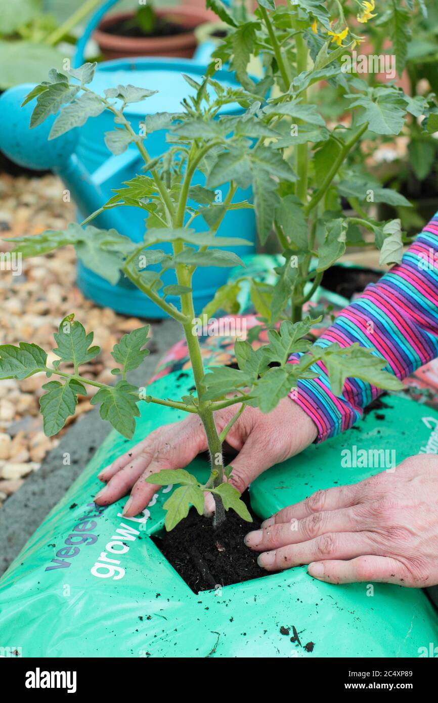 Solanum lycopersicum. Planting tomato plants into a growing bag in a greenhouse. UK Stock Photo