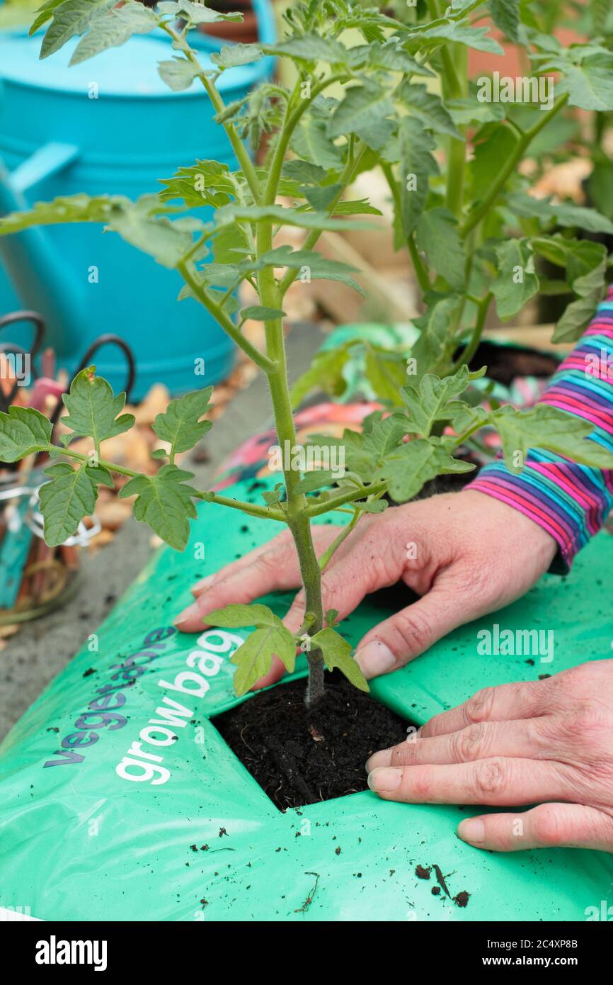 Solanum lycopersicum. Planting tomato plants into a growing bag in a greenhouse. UK Stock Photo