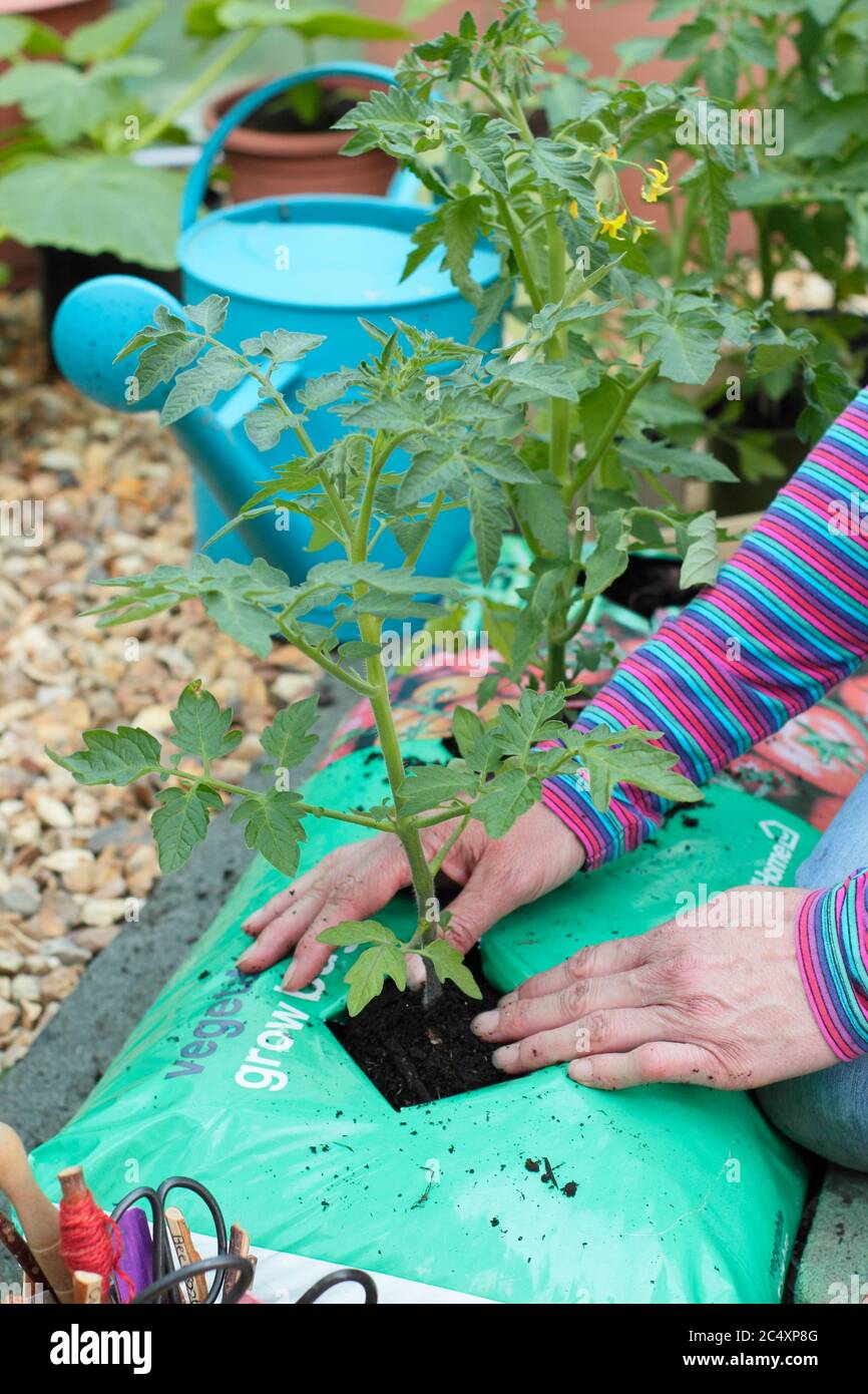 Solanum lycopersicum. Planting tomato plants into a growing bag in a