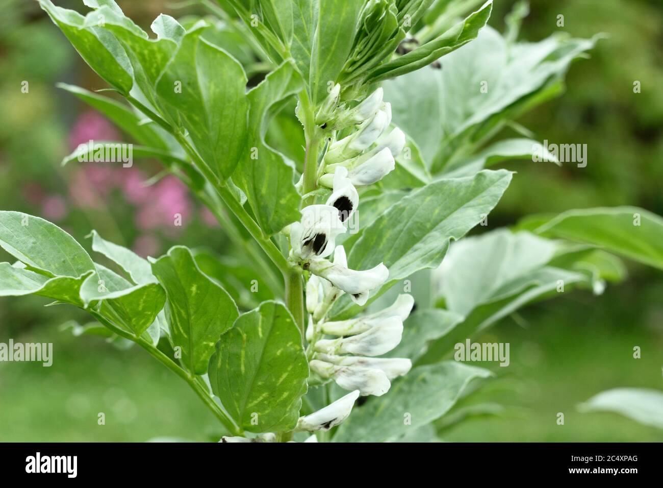 Vicia faba 'Bunyard's Exhibition' broad bean flowers in a summer vegetable plot. UK Stock Photo