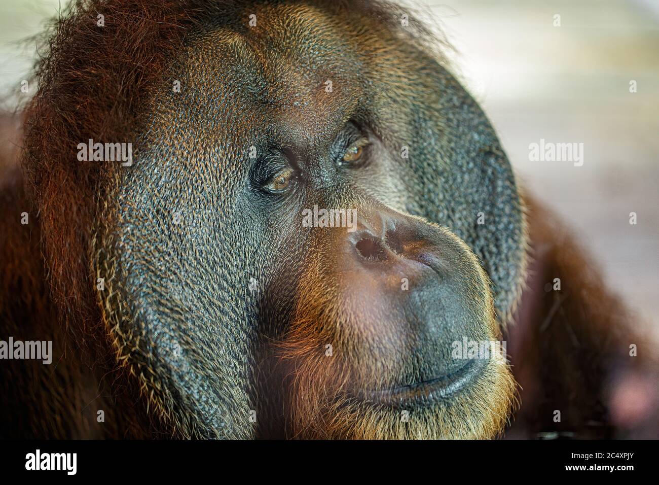 Bornean orangutan (Pongo pygmaeus) is a species of orangutan native to the island of Borneo. Is a critically endangered species, with deforestation, p Stock Photo