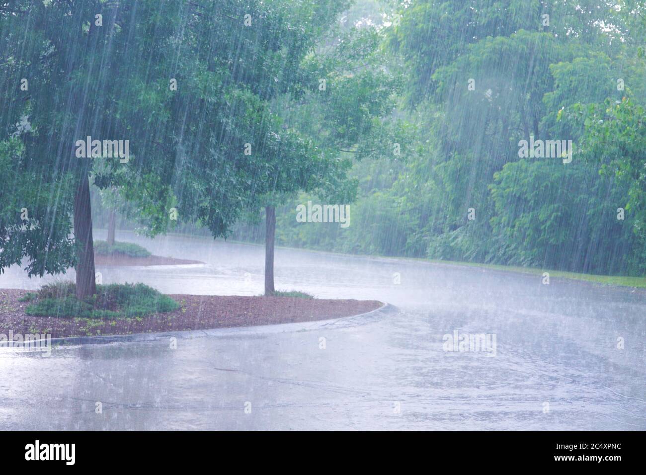 trees and heavy rain outdoor in summer thunderstorm Stock Photo