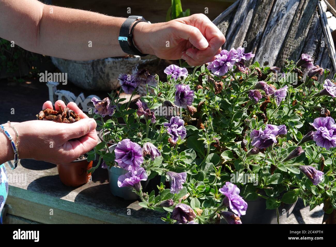 Petunia trailing,woman dead heading picking off dead flowers with her