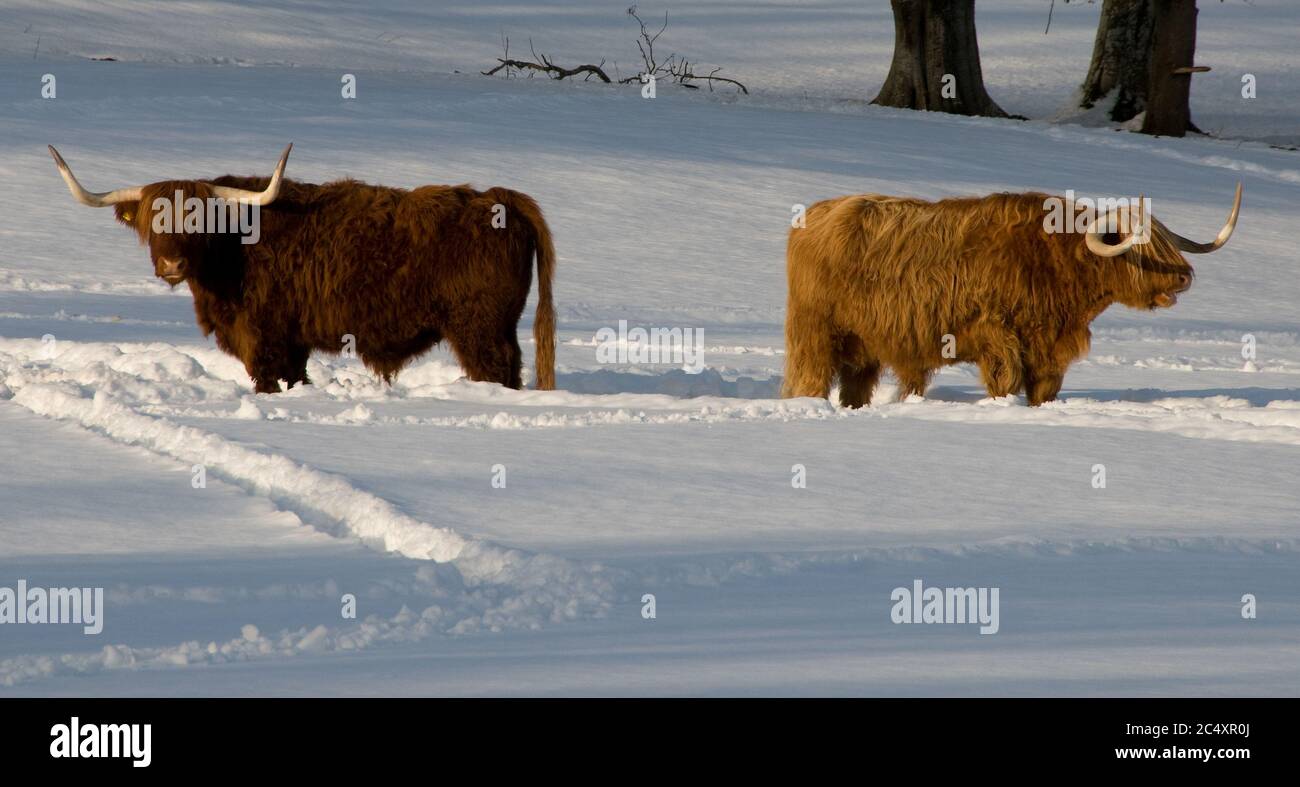 Two highland cows standing in the middle of a snow covered field in the Highlands of Scotland during a winter sunset Stock Photo